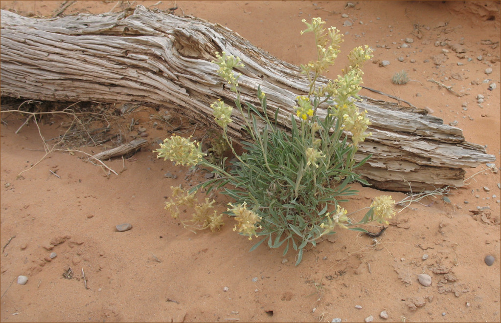 Desert flower