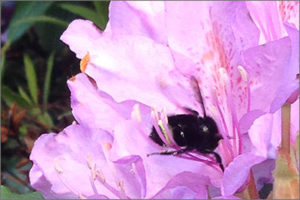 Rhodie_Bee